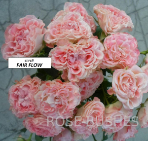 ����� ����. Fair Flow. (�����)